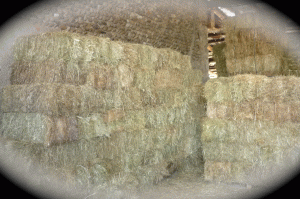 Foraggi e paglia in ballette