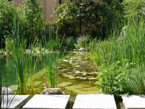 la piscina naturale è circondata da piante acquatiche