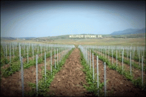 ACCESSORI PER VIGNETI E FRUTTETI