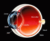 oculista