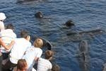 Avvistamento cetacei