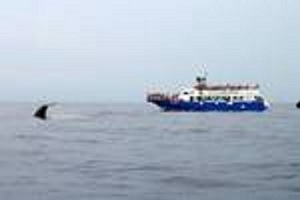 Whale watching Corsara