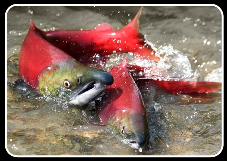 salmone sockeye