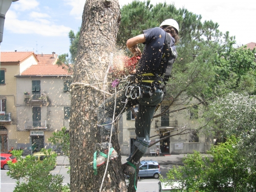 abbattimentop alberi