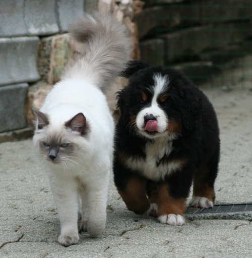 Cuccioli ragdoll BluQueen