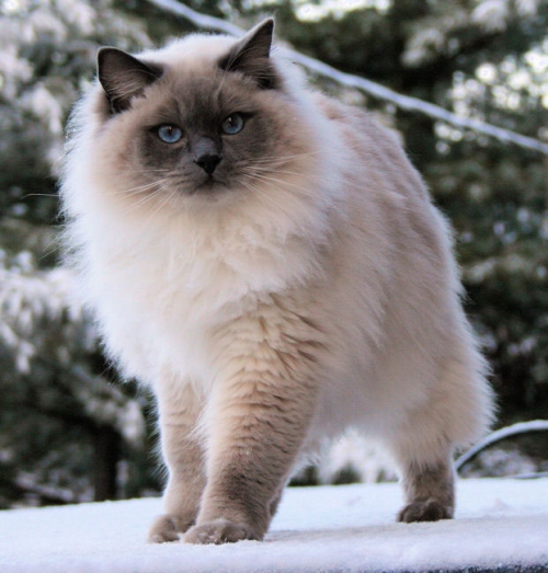 Ragdoll BluQueen