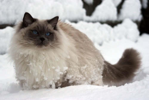 Gatti ragdoll BluQueen