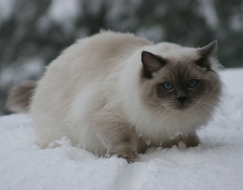 BluQueen ragdoll
