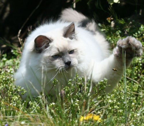cuccioli ragdoll BluQueen Emila Romagna
