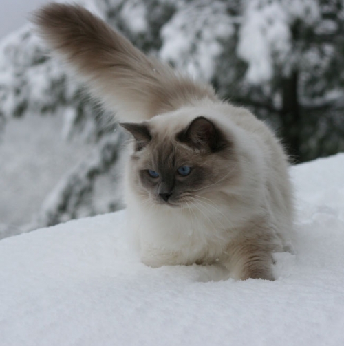 Ragdoll allevamento BluQueen
